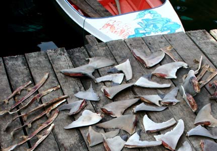 Shark fin soup 3